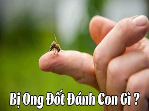 Bị ong đốt, ong chich điềm gì? tốt hay xấu, đánh con gì?