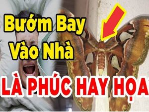 Bướm bay vào nhà điềm gì, may mắn hay xui xẻo