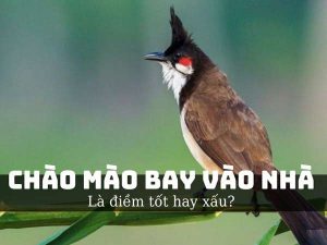 Chào mào bay vào nhà là điềm gì – Giải mã tâm linh