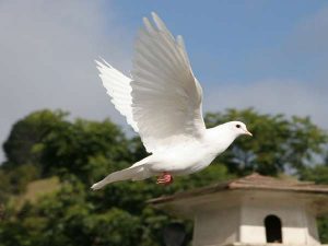 Giải mã chim bồ câu bay vào nhà là điềm gì, lành hay dữ?