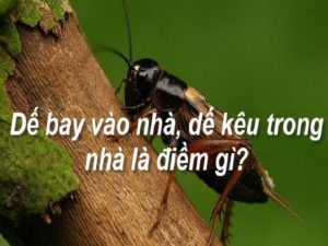 Dế bay vào nhà, kêu trong nhà điềm gì , tốt hay xấu