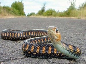 Trên đường gặp rắn là điềm gì, có hên không?