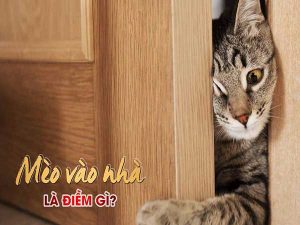 Mèo vào nhà tốt hay xấu, chốt số nào xả xui?