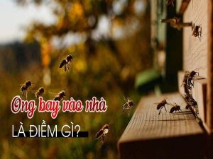 Ong bay vào nhà điềm gì, tốt hay xấu, hên hay xui