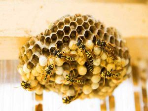 Ong làm tổ trong nhà tốt hay xấu, đánh số mấy?