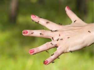 Kiến bò lên người là điềm gì, lành hay dữ?