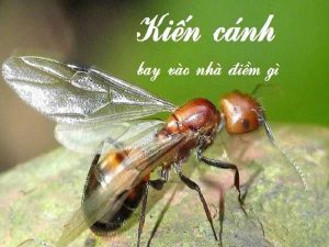 Kiến cánh bay vào nhà là điềm gì, tốt hay xấu?