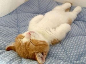 Mèo chết trong nhà điềm báo gì, nên làm gì?
