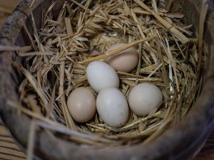 Nhặt được trứng gà hên hay xui, nên làm gì?