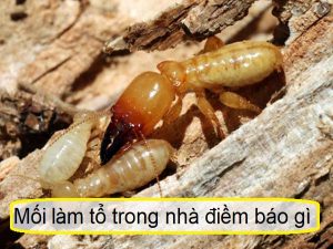 Tổ mối trong nhà tốt hay xấu, là điềm gì?