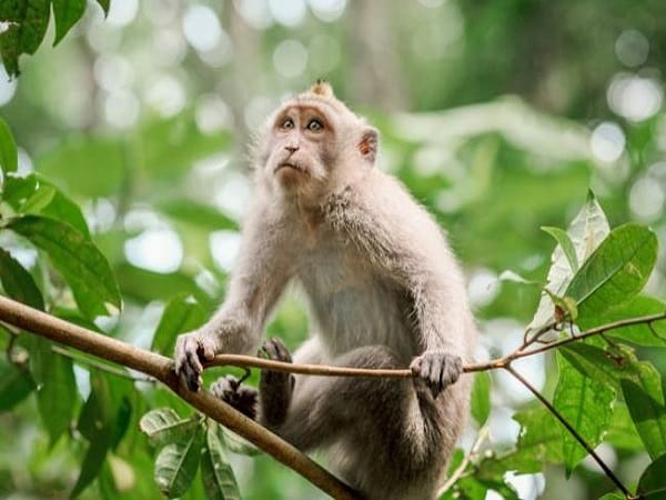 Số phát lộc tuổi Thân ngày 23/11 theo từng can chi