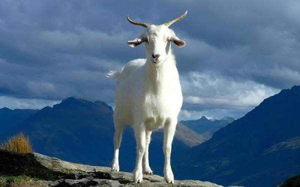 Vận trình tử vi tuổi Mùi 4/12/2025 có gì đáng lưu ý?